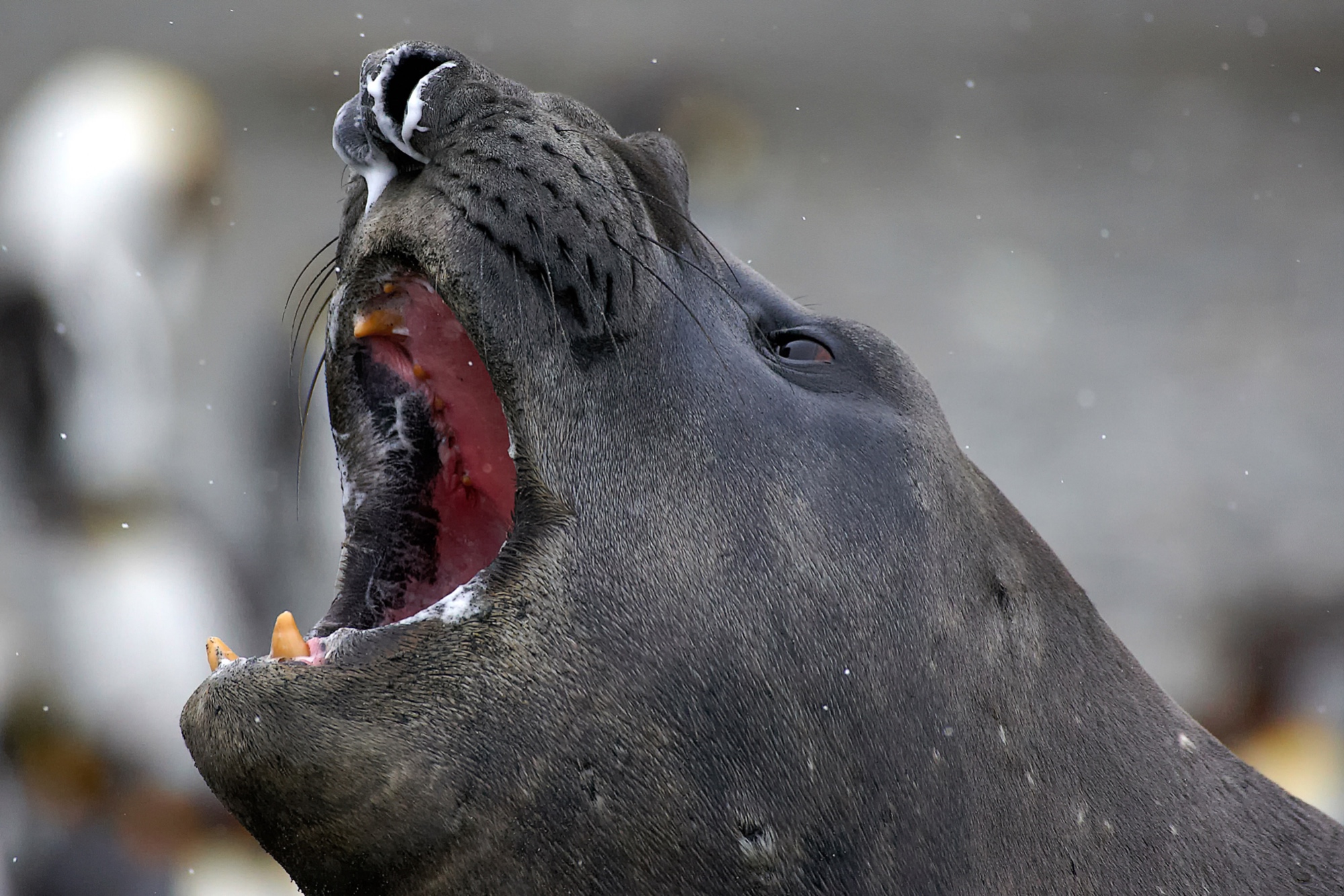 drohender Seeelefant